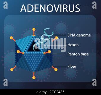 Schéma de structure de l'adénovirus sur l'illustration d'arrière-plan de l'icône du virus Illustration de Vecteur