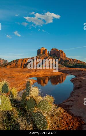 Cathedral Rock se reflète dans la flaque de l'eau près de Sedona, Arizona, États-Unis avec un cactus à la poire piqueuse (Opuntia phaeacantha) au premier plan. Banque D'Images