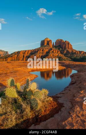 Cathedral Rock se reflète dans la flaque de l'eau près de Sedona, Arizona, États-Unis avec un cactus à la poire piqueuse (Opuntia phaeacantha) au premier plan. Banque D'Images