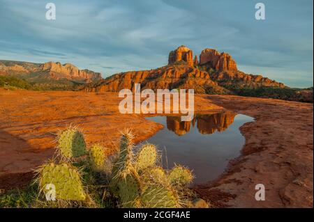 Cathedral Rock se reflète dans la flaque de l'eau près de Sedona, Arizona, États-Unis avec un cactus à la poire piqueuse (Opuntia phaeacantha) au premier plan. Banque D'Images