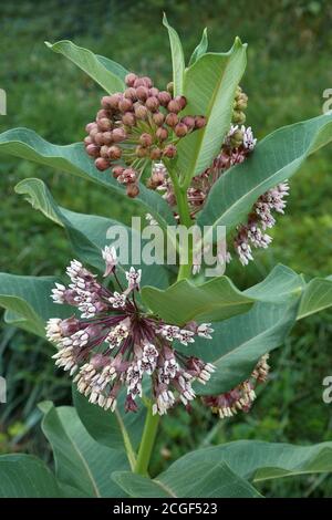 Mauvaise herbe à lait commune (Asclepias syriaca). Appelé fleur de papillons, Silkweed, soyeuse-moût de wallow et Virginia Silkweed aussi Banque D'Images