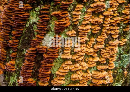 Champignons poussant sur un arbre mort dans la forêt décidue dans le parc national de Hanging Rock dans le comté de Stokes, près de Winston-Salem en Caroline du Nord, États-Unis. Banque D'Images