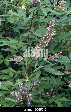 Arbre chaste (Vitex agnus-caste). Il s'appelle aussi Vitex, Chastère, baume d'Abraham, Chaststetree lilas et poivre de Monk Banque D'Images