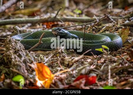 Une couleuvre agile noire du Nord repose dans une bobine alors qu'elle se détend sur le sol de la forêt. Raleigh, Caroline du Nord. Banque D'Images