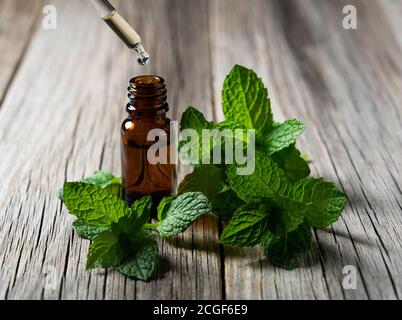 Verser l'huile essentielle de menthe avec un compte-gouttes dans un ensemble de bouteilles sur fond d'un vieux arbre. Feuilles de menthe autour. Banque D'Images