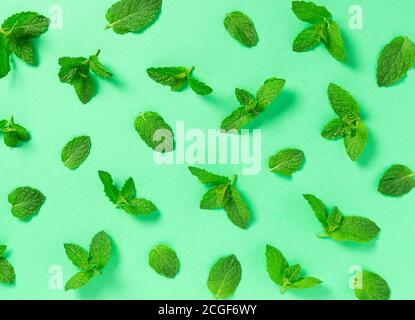 Une vue de dessus de beaucoup de feuilles de menthe sur un fond vert pâle Banque D'Images