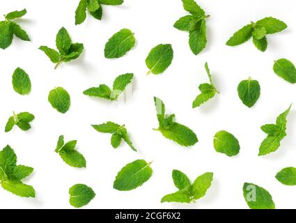 Une vue de dessus de beaucoup de feuilles de menthe sur un arrière-plan blanc Banque D'Images