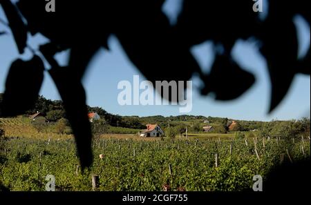 Balatonudvari, Hongrie. 09e septembre 2020. Vue sur les vignobles pendant la récolte des raisins de la famille Huszár, dans les collines vallonnées de Balatonudvari, lac Balaton. Trois générations de vignettiers produisant des vins rouges et olaszrizling de qualité - blancs. Balaton est l'une des régions vinicoles officiellement désignées de Hongrie. Crédit : SOPA Images Limited/Alamy Live News Banque D'Images