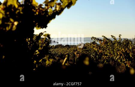 Balatonudvari, Hongrie. 09e septembre 2020. Vue sur les vignobles pendant la récolte des raisins de la famille Huszár, dans les collines vallonnées de Balatonudvari, lac Balaton. Trois générations de vignettiers produisant des vins rouges et olaszrizling de qualité - blancs. Balaton est l'une des régions vinicoles officiellement désignées de Hongrie. Crédit : SOPA Images Limited/Alamy Live News Banque D'Images