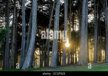 Le soleil brille à travers les cyprès de Monterey. Banque D'Images