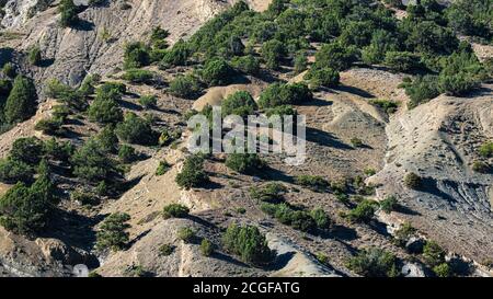 Arbres sur le flanc de montagne. Paysage naturel pittoresque. Photo de haute qualité Banque D'Images