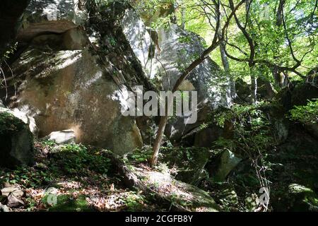 Les ruines de Dolmen couvertes de mousse dans une forêt Banque D'Images