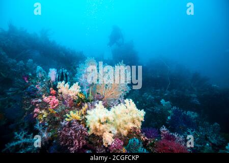 Beaucoup de coraux doux colorés couvrent le récif artificiel de poissons sur le fond de l'eau bleue. Banque D'Images