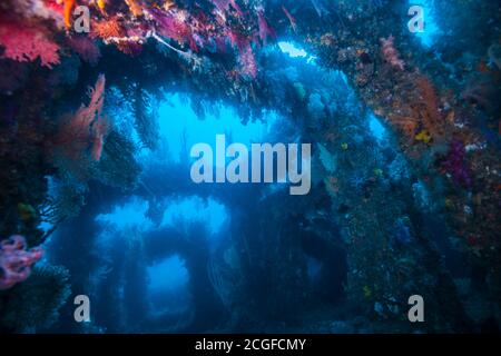 Beaucoup de coraux doux colorés couvrent le récif artificiel de poissons (à l'intérieur) sur le fond de l'eau bleue. Banque D'Images