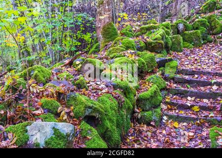 Sentier de randonnée avec escaliers et pierres couvertes de mousse dans une forêt à l'automne Banque D'Images