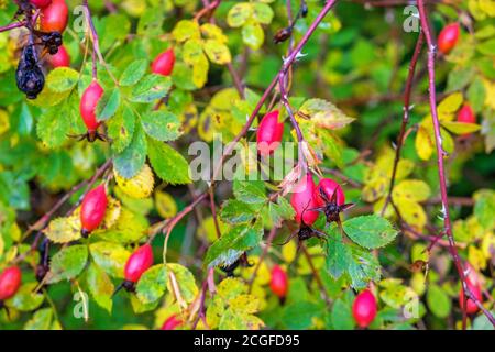 Fruits de la hanche à la rose rouge à l'automne Banque D'Images