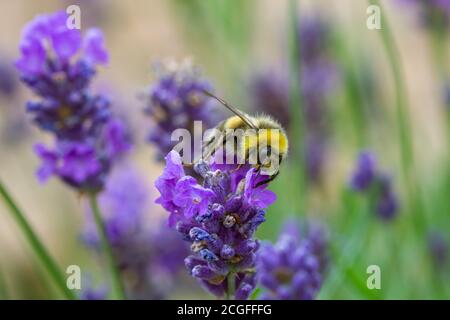 Abeille prise de pollen d'une plante Lavande dans un Jardin anglais Banque D'Images