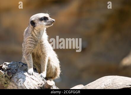 Meerkat regardant vers la droite tout en se reposant sur un tronc d'arbre en bois. Il y a beaucoup d'espace de copie vide. Banque D'Images