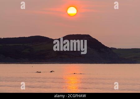 Lyme Regis, Dorset, Royaume-Uni. 11 septembre 2020. Météo Royaume-Uni. Vue de Lyme Regis dans Dorset au lever du soleil comme le soleil se lève à travers le nuage de noisettes mince de derrière le Cap d'or sur la côte jurassique avec les nageurs ayant un plongeon tôt le matin. Crédit photo : Graham Hunt/Alamy Live News Banque D'Images