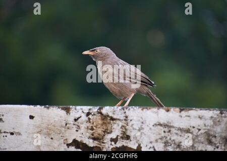 Brouille de la jungle (Turdoides striata) oiseau commun – Delhi - inde. Banque D'Images