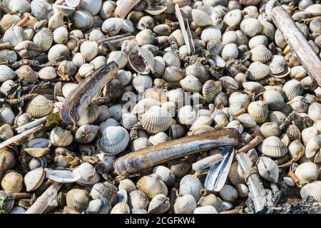 Divers coquillages et tubes de ver lavés sur un Plage du nord du pays de Galles après une tempête Banque D'Images