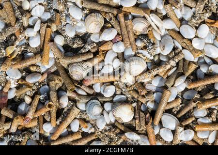 Divers coquillages et tubes de ver lavés sur un Plage du nord du pays de Galles après une tempête Banque D'Images