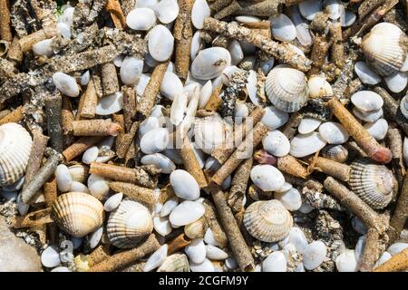 Divers coquillages et tubes de ver lavés sur un Plage du nord du pays de Galles après une tempête Banque D'Images