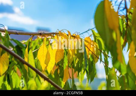 the first autumn leaves are yellow among the green ones on the birch. autumn time, background photo. Stock Photo