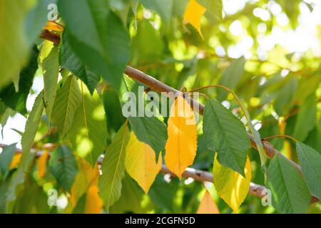 the first autumn leaves are yellow among the green ones on the birch. autumn time, background photo. Stock Photo