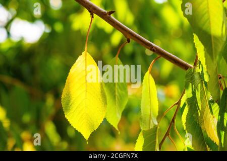 the first autumn leaves are yellow among the green ones on the birch. autumn time, background photo. Stock Photo