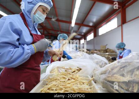 Dandong, province de Liaoning. 10 septembre 2020. Les travailleurs traitent le poisson dans une usine d'une entreprise alimentaire de Donggang City, dans le nord-est de la province de Liaoning, le 10 septembre 2020. Les entreprises produisant des produits du poisson à Donggang développent de nouveaux produits transformés et élargissent les canaux de commercialisation pour assurer leurs ventes. Credit: Yao JIANFENG/Xinhua/Alay Live News Banque D'Images