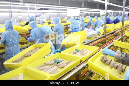 Dandong, province de Liaoning. 10 septembre 2020. Les travailleurs traitent le poisson dans une usine d'une entreprise alimentaire de Donggang City, dans le nord-est de la province de Liaoning, le 10 septembre 2020. Les entreprises produisant des produits du poisson à Donggang développent de nouveaux produits transformés et élargissent les canaux de commercialisation pour assurer leurs ventes. Credit: Yao JIANFENG/Xinhua/Alay Live News Banque D'Images