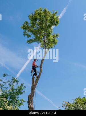 Arboriste ou chirurgien d'arbre coupant le grand arbre à l'aide de cordes de sécurité. Banque D'Images