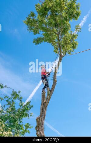 Un Tree Surgeon ou Arborist Banque D'Images