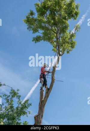 Arboriste ou chirurgien d'arbre utilisant des cordes de sécurité et un harnais sur un grand arbre. Banque D'Images