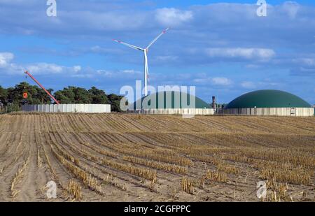 10 septembre 2020, Brandebourg, Schenkendöbern/OT Sembten: L'usine de biogaz de E.on edis GmbH à la lisière du village derrière un champ de maïs récolté. Photo: Soeren Stache/dpa-Zentralbild/ZB Banque D'Images