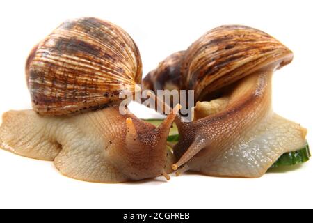 deux escargots d'achatina isolés sur fond blanc Banque D'Images