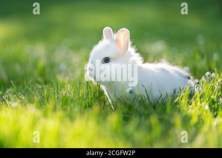 Portrait de bébé lapin blanc avec yeux bleus Banque D'Images