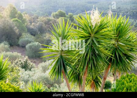 Vue sur une petite vallée de la méditerranée avec palmiers et yucca en premier plan. Banque D'Images