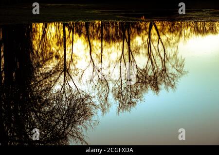 Le coucher du soleil se reflète dans une grande flaque d'eau dans un champ pendant l'hiver avec des arbres vus dans l'eau ondulée dans la silhouette. Banque D'Images