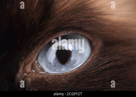 joli œil de chat bleu comme arrière-plan animal agréable Banque D'Images