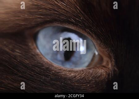 joli œil de chat bleu comme arrière-plan animal agréable Banque D'Images