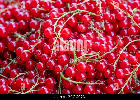 ripe juicy red currant berries close-up, background. horizontal photo. Banque D'Images