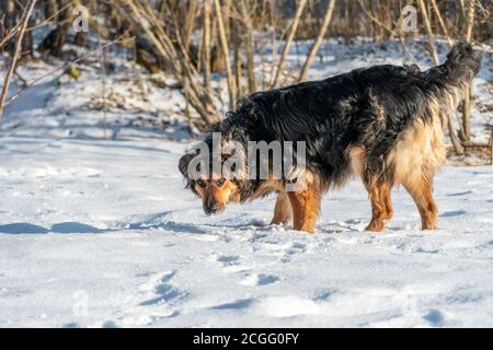 Chien Berger allemand dans un parc dans une journée d'hiver Banque D'Images