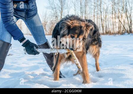 Le berger allemand a fait un bras en deux lors d'une promenade par une belle journée d'hiver Banque D'Images