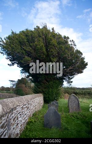 Pembrokeshire, pays de Galles. Chapelle méthodiste calviniste de Burnet’s Hill. Jardin de l'église avec arbre de l'if. Banque D'Images