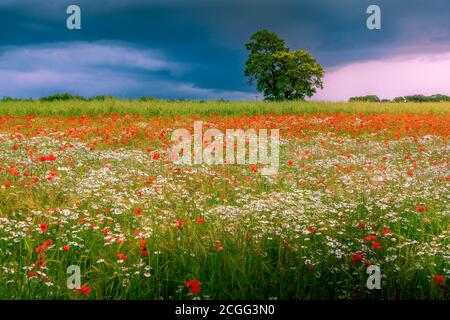 Coquelicots sauvages en fleur avec un ciel orageux et solitaire en arrière-plan Banque D'Images