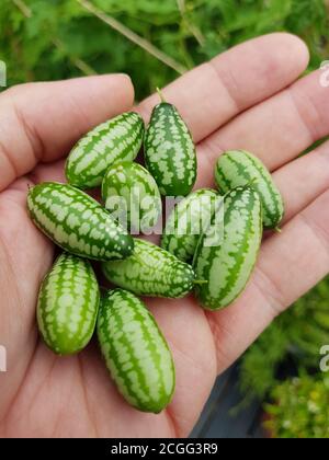 Une poignée un Cucamelons Banque D'Images