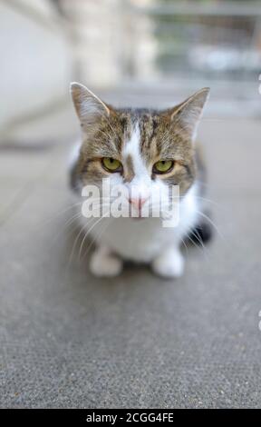 Larry The Cat, chef officiel Mouser au Cabinet Office, à Downing Street, septembre 2020 Banque D'Images