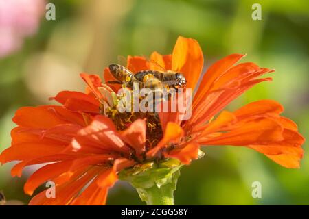 Les abeilles récoltant du miel au village de Kiparissi, Grèce Banque D'Images